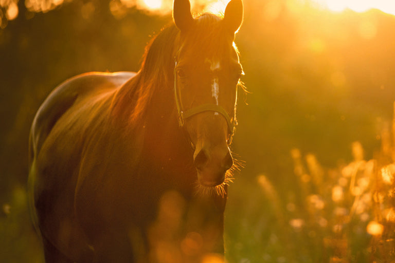 What you should know about horses and sugar